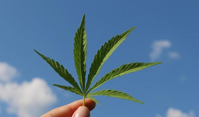 Unveiling Alabama’s Hemp Law: Essential Insights You Can’t Miss!