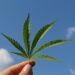 Unveiling Alabama’s Hemp Law: Essential Insights You Can’t Miss!