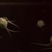 Urgent Warning: Deadly Superbug Fungus Expands Its Reach to 28 States, Alabama Among Them!