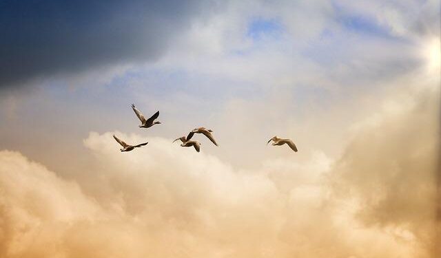 Discovering New Possibilities: The Inspiring Journey of St. Kitts & Nevis Citizenship and the Nigerian Dream