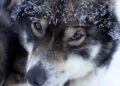 Alaska Musher Fights Back: Legal Showdown with U.S. Immigration Services
