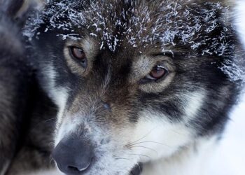 Alaska Musher Fights Back: Legal Showdown with U.S. Immigration Services