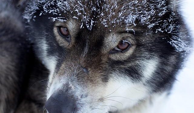 Alaska Musher Fights Back: Legal Showdown with U.S. Immigration Services