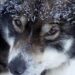 Alaska Musher Fights Back: Legal Showdown with U.S. Immigration Services