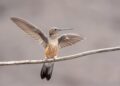 Unveiling the Magical World of North America’s Hummingbirds!