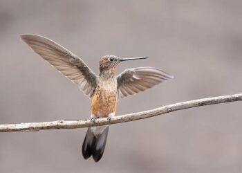 Unveiling the Magical World of North America’s Hummingbirds!