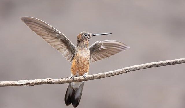 Unveiling the Magical World of North America’s Hummingbirds!
