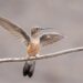 Unveiling the Magical World of North America’s Hummingbirds!