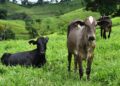Brazil’s Budget-Friendly Farmland: A Game Changer for Global Agriculture