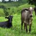Brazil’s Budget-Friendly Farmland: A Game Changer for Global Agriculture
