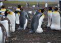 Discover the Magic of the Falkland Islands and British Virgin Islands: Your Ultimate Paradise Adventure!
