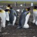 Discover the Magic of the Falkland Islands and British Virgin Islands: Your Ultimate Paradise Adventure!