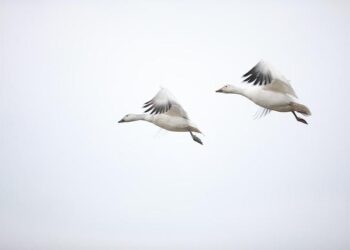 Is Canada the Next Target? Unraveling the Disturbing Changes in America’s Tornado Season