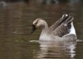 Uncovering the Danger: The Rise of Avian Influenza H9N2 in Peru