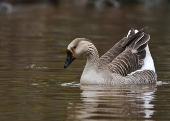 Uncovering the Danger: The Rise of Avian Influenza H9N2 in Peru