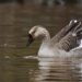 Uncovering the Danger: The Rise of Avian Influenza H9N2 in Peru