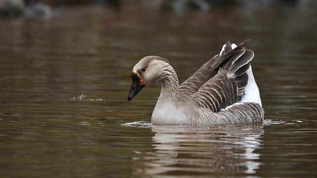 Uncovering the Danger: The Rise of Avian Influenza H9N2 in Peru
