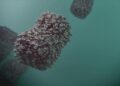 Everything You Should Know About the Global Monkeypox Situation Right Now