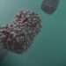Everything You Should Know About the Global Monkeypox Situation Right Now