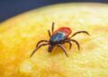 Uncovering Hidden Rickettsia Genotypes in Ticks: Secrets from the Heart of French Guiana