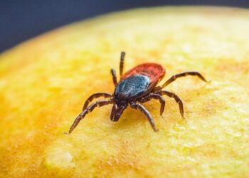 Uncovering Hidden Rickettsia Genotypes in Ticks: Secrets from the Heart of French Guiana