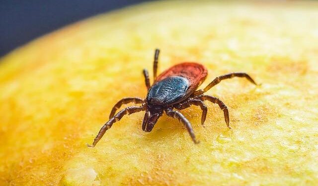 Uncovering Hidden Rickettsia Genotypes in Ticks: Secrets from the Heart of French Guiana