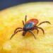 Uncovering Hidden Rickettsia Genotypes in Ticks: Secrets from the Heart of French Guiana
