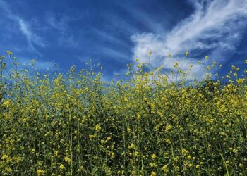 Fighting for Survival: The Harsh Truth of Life in California’s Fields