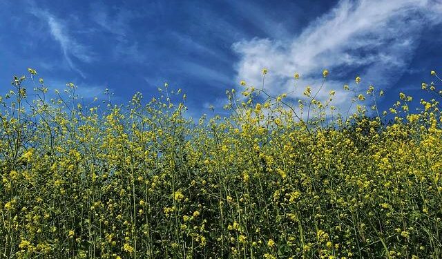 Fighting for Survival: The Harsh Truth of Life in California’s Fields