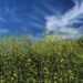 Fighting for Survival: The Harsh Truth of Life in California’s Fields