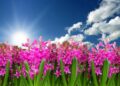 Discover Hyacinth Bramble-Browne: The Visionary Educator Revolutionizing Learning in Montserrat!