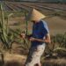 USA Rice Launches Thrilling Trade Mission to Guatemala and El Salvador!