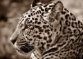 Jaguars on the Rise: Will a Border Wall Block Their Comeback to the U.S.?