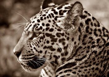 Jaguars on the Rise: Will a Border Wall Block Their Comeback to the U.S.?