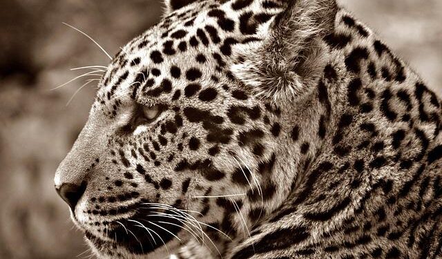Jaguars on the Rise: Will a Border Wall Block Their Comeback to the U.S.?