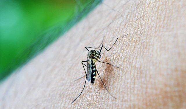 Confronting the Dengue Epidemic: Key Insights from the Americas in 2025
