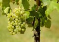 California Wine Country Faces Major Shakeup: Top Producer Shuts Down and Cuts Jobs