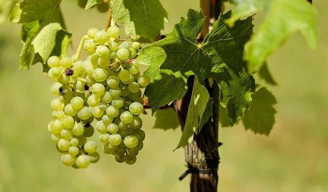 California Wine Country Faces Major Shakeup: Top Producer Shuts Down and Cuts Jobs