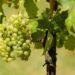 California Wine Country Faces Major Shakeup: Top Producer Shuts Down and Cuts Jobs