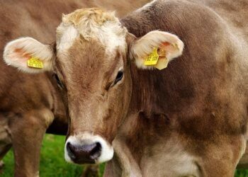 Revealing the Mystery: Were the US and Ecuador Behind a Dairy Farm Targeting?
