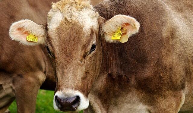 Revealing the Mystery: Were the US and Ecuador Behind a Dairy Farm Targeting?