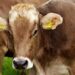 Revealing the Mystery: Were the US and Ecuador Behind a Dairy Farm Targeting?