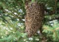 Stingless Bees in Peru: Pioneering a New Era of Legal Rights for Insects!
