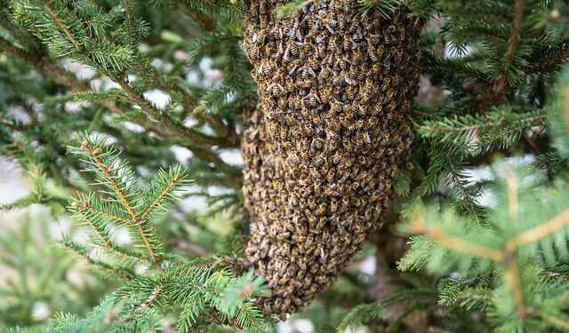 Stingless Bees in Peru: Pioneering a New Era of Legal Rights for Insects!
