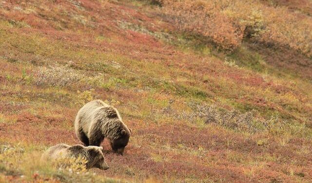 Clash of the Names: The Thrilling Showdown in Alaska’s Senate Race!