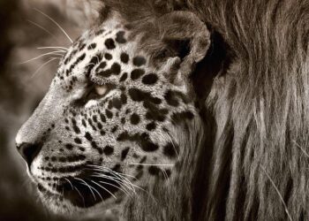 Unveiling Nature’s Secrets: A Rare High-Altitude Jaguar Spotted in Honduras!