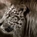 Unveiling Nature’s Secrets: A Rare High-Altitude Jaguar Spotted in Honduras!
