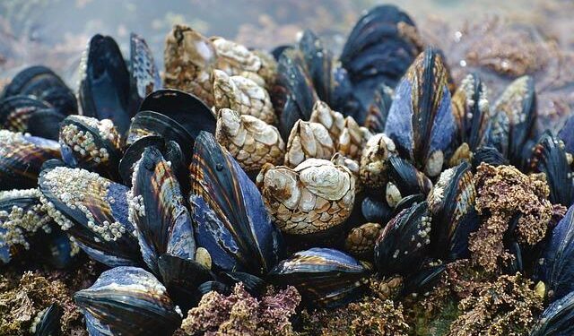 Uncover the Allure of Vancouver Island’s Breathtaking Beach: A Must-Visit North American Gem!