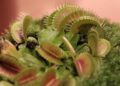Traveler’s Nightmare: Flesh-Eating Screwworm Infection After El Salvador Trip