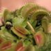 Traveler’s Nightmare: Flesh-Eating Screwworm Infection After El Salvador Trip